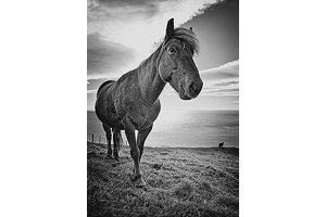 Faroese Horse